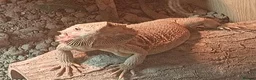 Bearded Dragon reptiles for sale: Beautiful female Beardie ❤️  in Loughborough - Advert 3