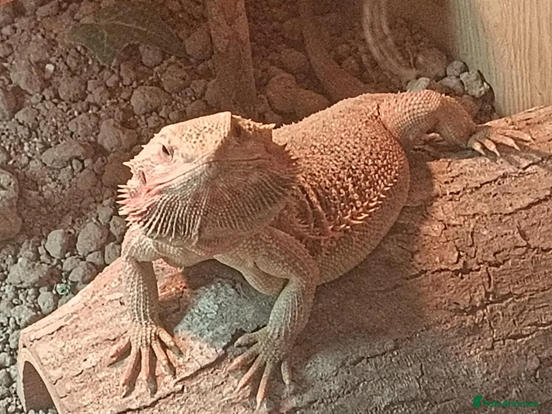 Bearded Dragon reptiles for sale: Beautiful female Beardie ❤️  in Loughborough - Advert 3