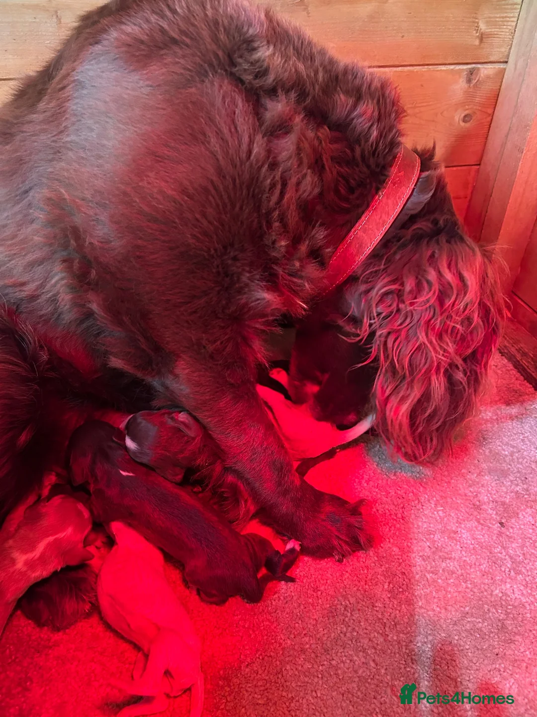 Cocker Spaniel dogs for sale: 7 STUNNING COCKER SPANIEL PUPS🩷🩵  - Advert 10