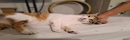Mixed Breed cats for adoption: Viola - calm and sweet girl - Advert 6