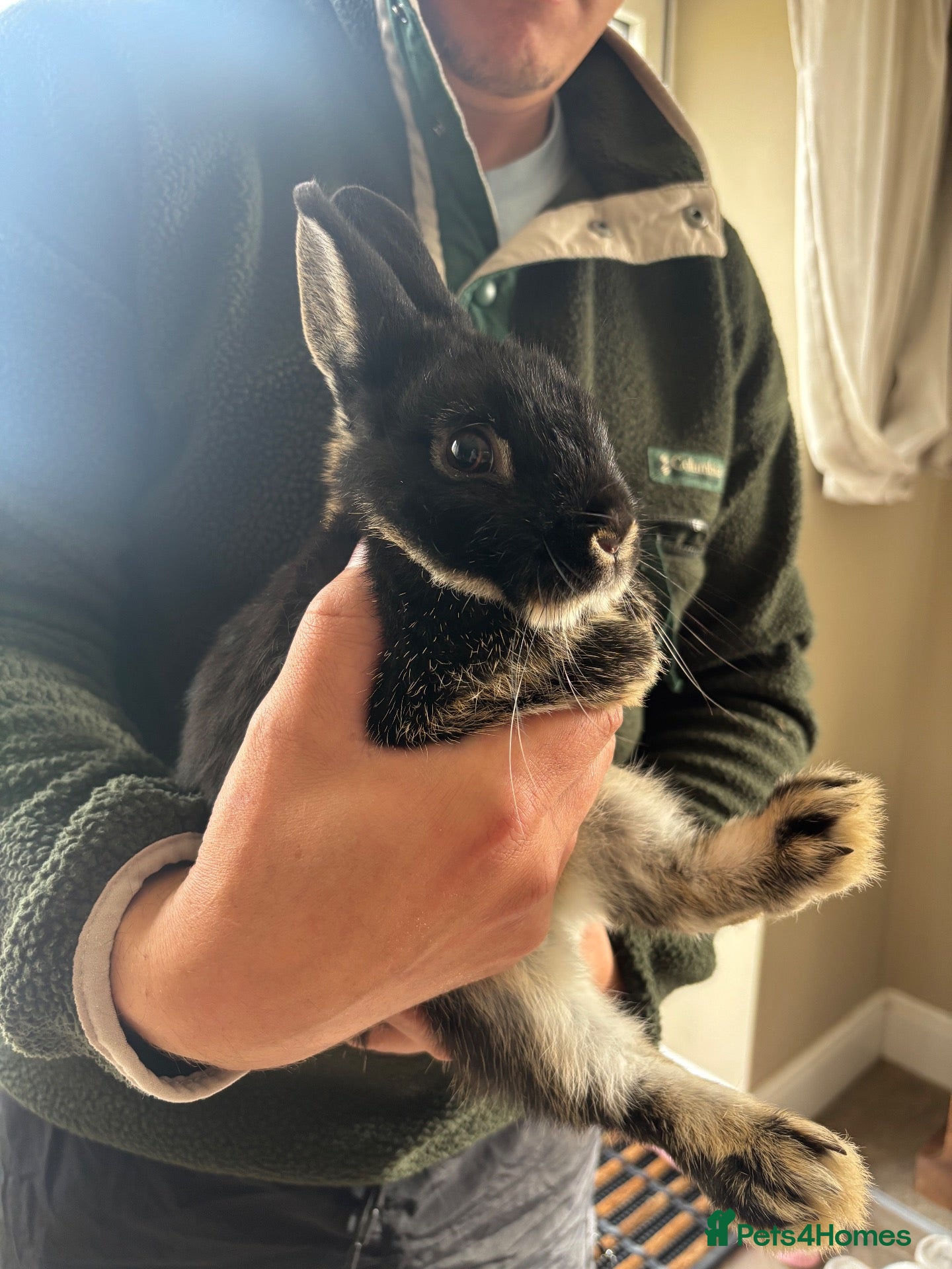Netherland Dwarf rabbits for sale: Black otter  - Advert 6