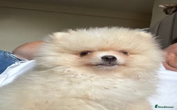 Pomeranian dogs for sale: 🐾🐶💙 Pomeranian puppy 💙🐶🐾 - Image 1