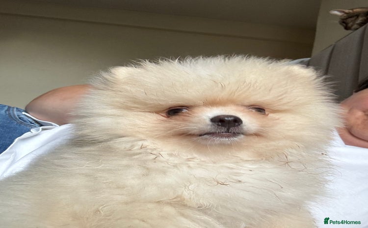 Pomeranian dogs - Advert 1