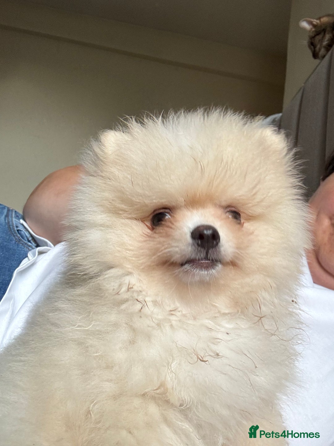 Pomeranian dogs for sale: 🐾🐶💙 Pomeranian puppy 💙🐶🐾 - Image 1