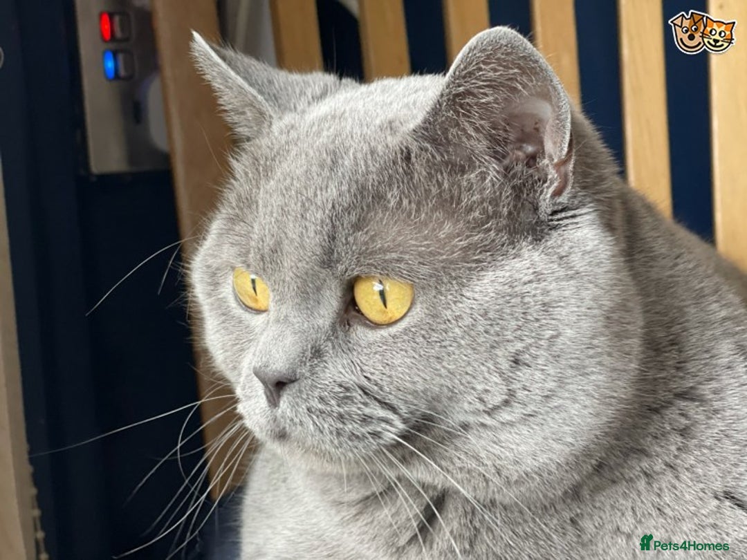 British Shorthair cats for stud: GCCF Active Registered Blue British Shorthair in Bristol - Advert 10