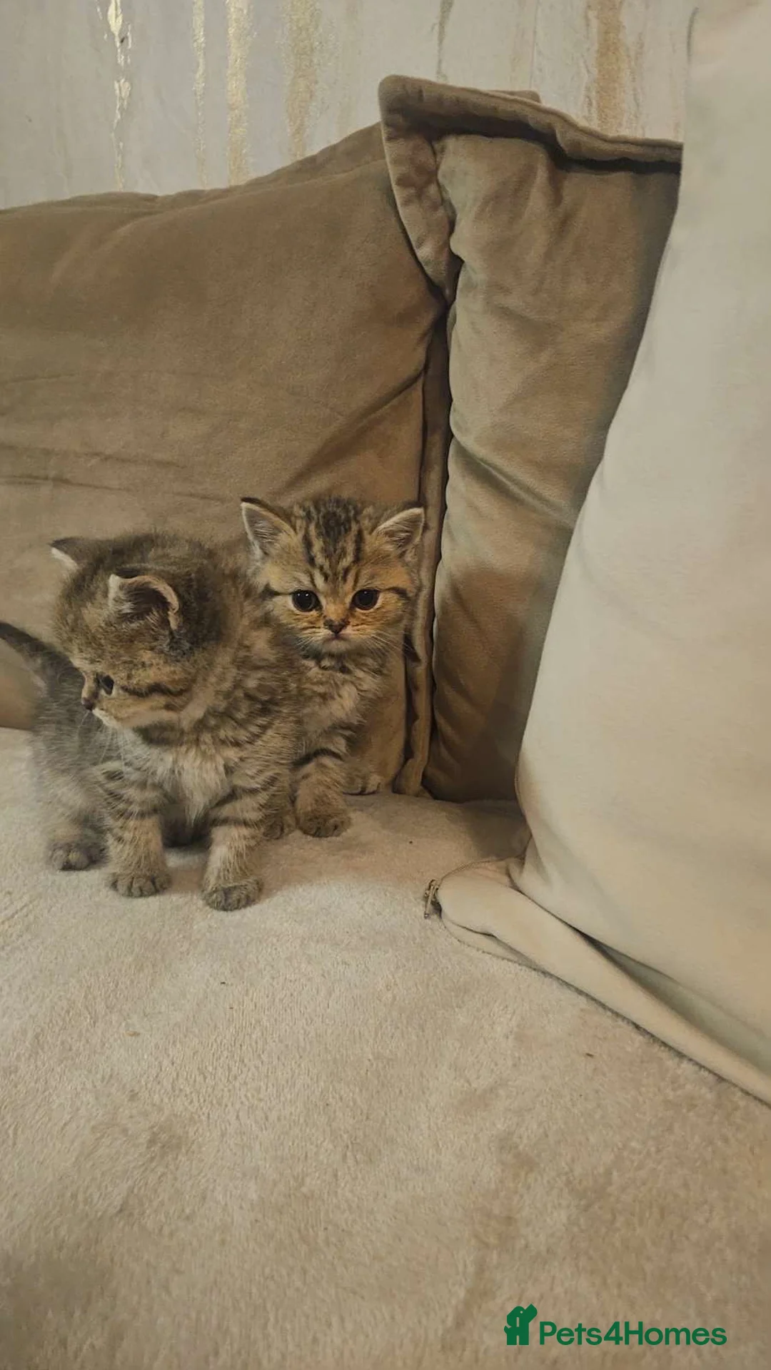 British Shorthair cats for sale: British short haired  in Willenhall - Advert 9