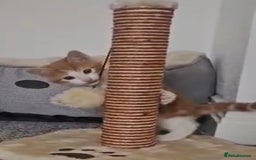 Mixed Breed cats for sale: Beautiful ginger & tabby kittens 🐾 ❤️  - Image 2