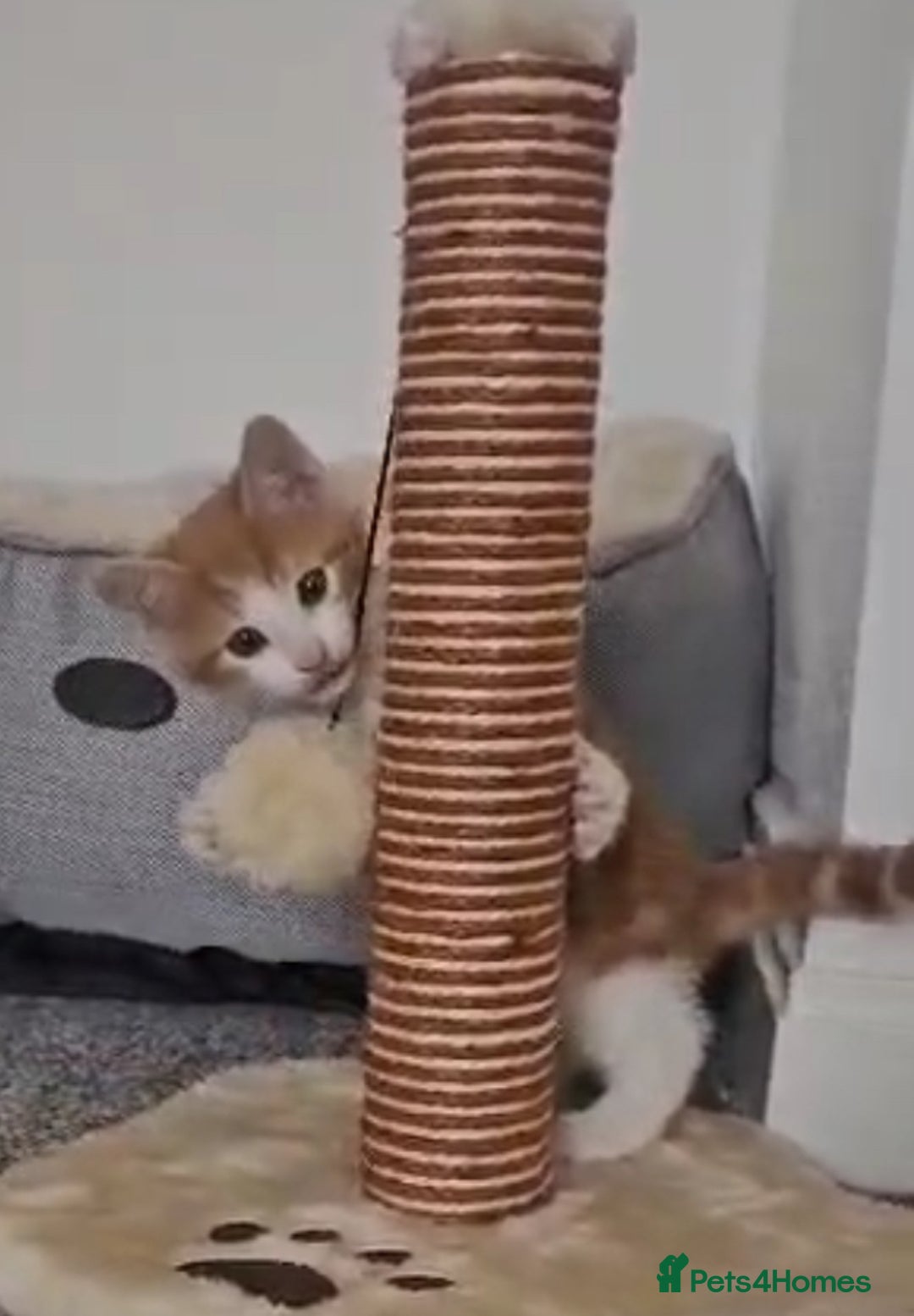 Mixed Breed cats for sale: Beautiful ginger & tabby kittens 🐾 ❤️  - Image 2