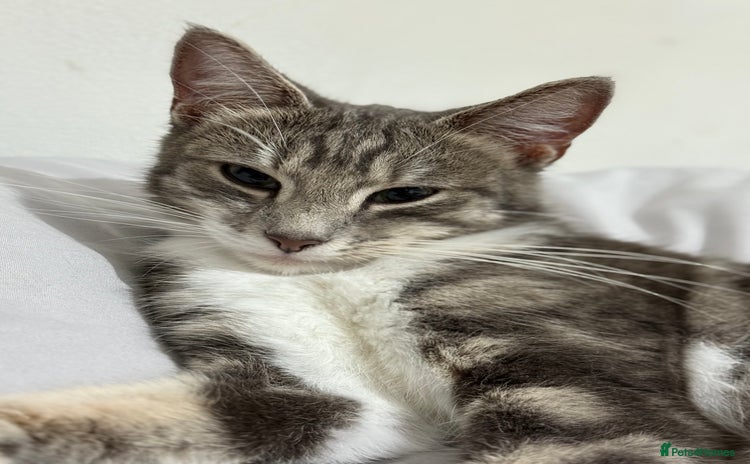 American Shorthair cats Beautiful tabby cat for sale - Advert 1