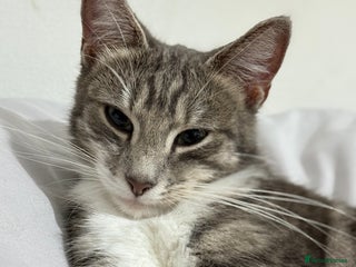 American Shorthair cats Beautiful tabby cat for sale - Advert 1