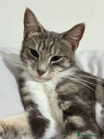 American Shorthair cats Beautiful tabby cat for sale - Advert 1