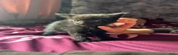Mixed Breed cats for sale: 5 gorgeous fluffy kittens - Advert 13
