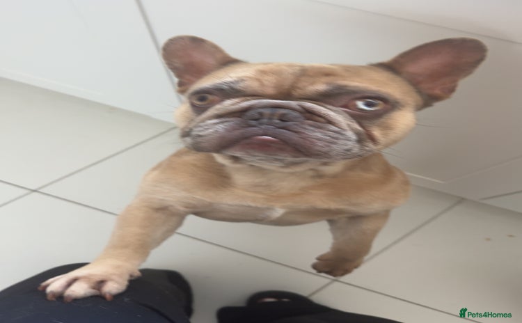 French Bulldog dogs - Advert 2