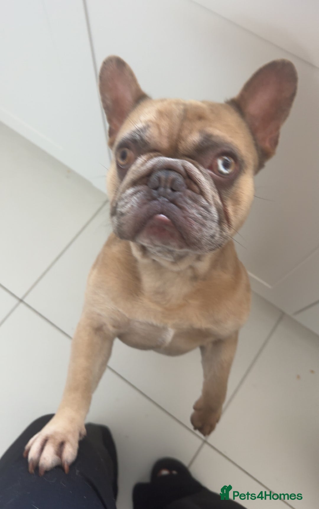 French Bulldog dogs for sale: French bulldog for sale  - Image 1