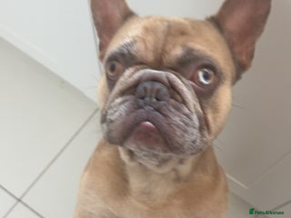 French Bulldog dogs - Advert 12