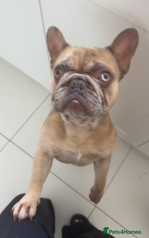 French Bulldog dogs - Advert 5