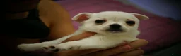 Chihuahua dogs for sale: Cute apple head chihuahua for sale  - Advert 6