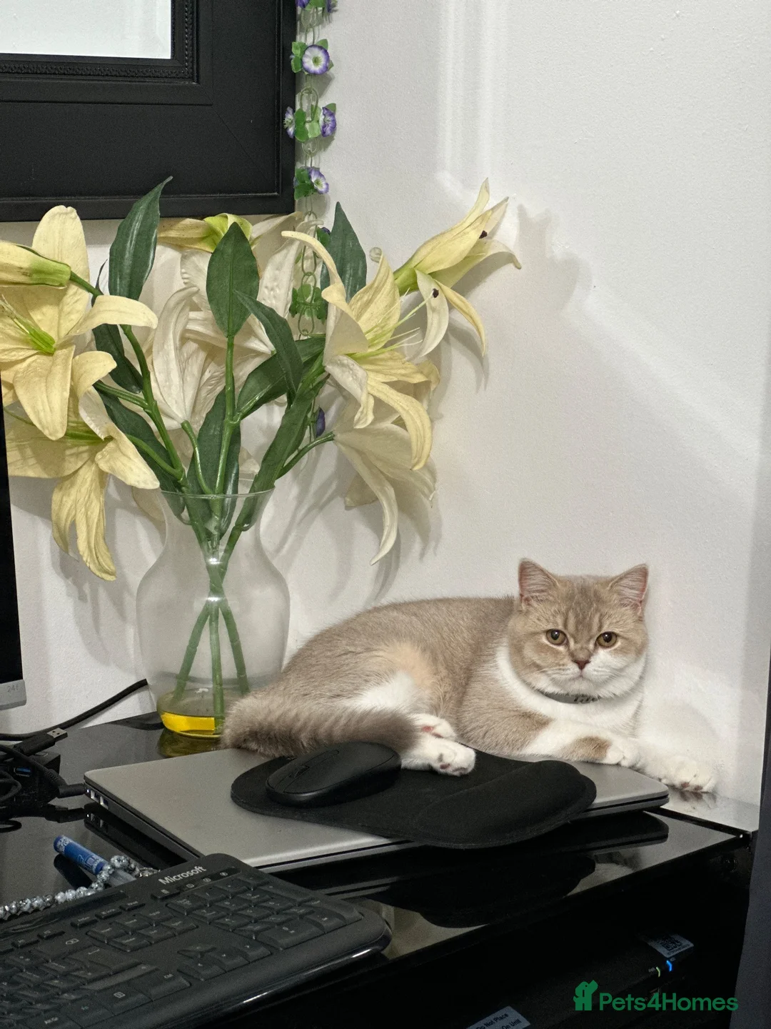 Scottish Fold cats for sale: Scottish Fold Cat Looking for a Loving Home  - Advert 2