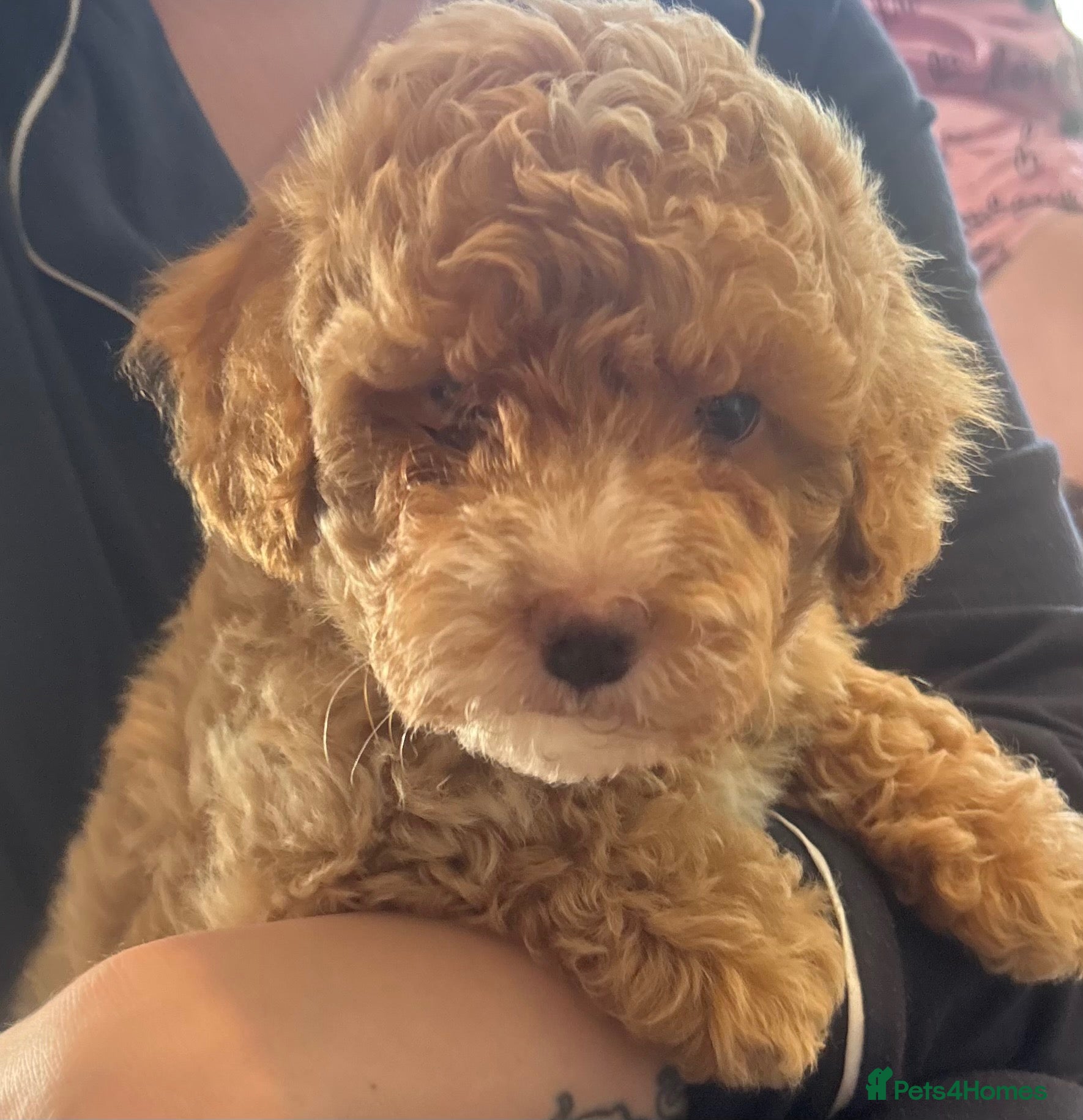 Cavapoo dogs Toy poodle apricot/cream Merle boy green eyes  - Advert 2