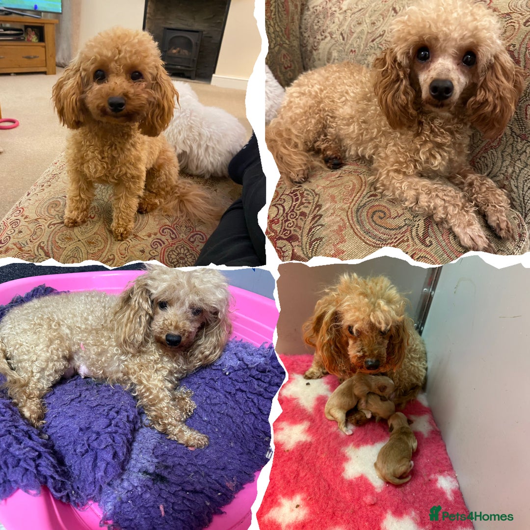 Maltipoo dogs for sale: F1 Tiny Maltipoo champagne puppies - Advert 11