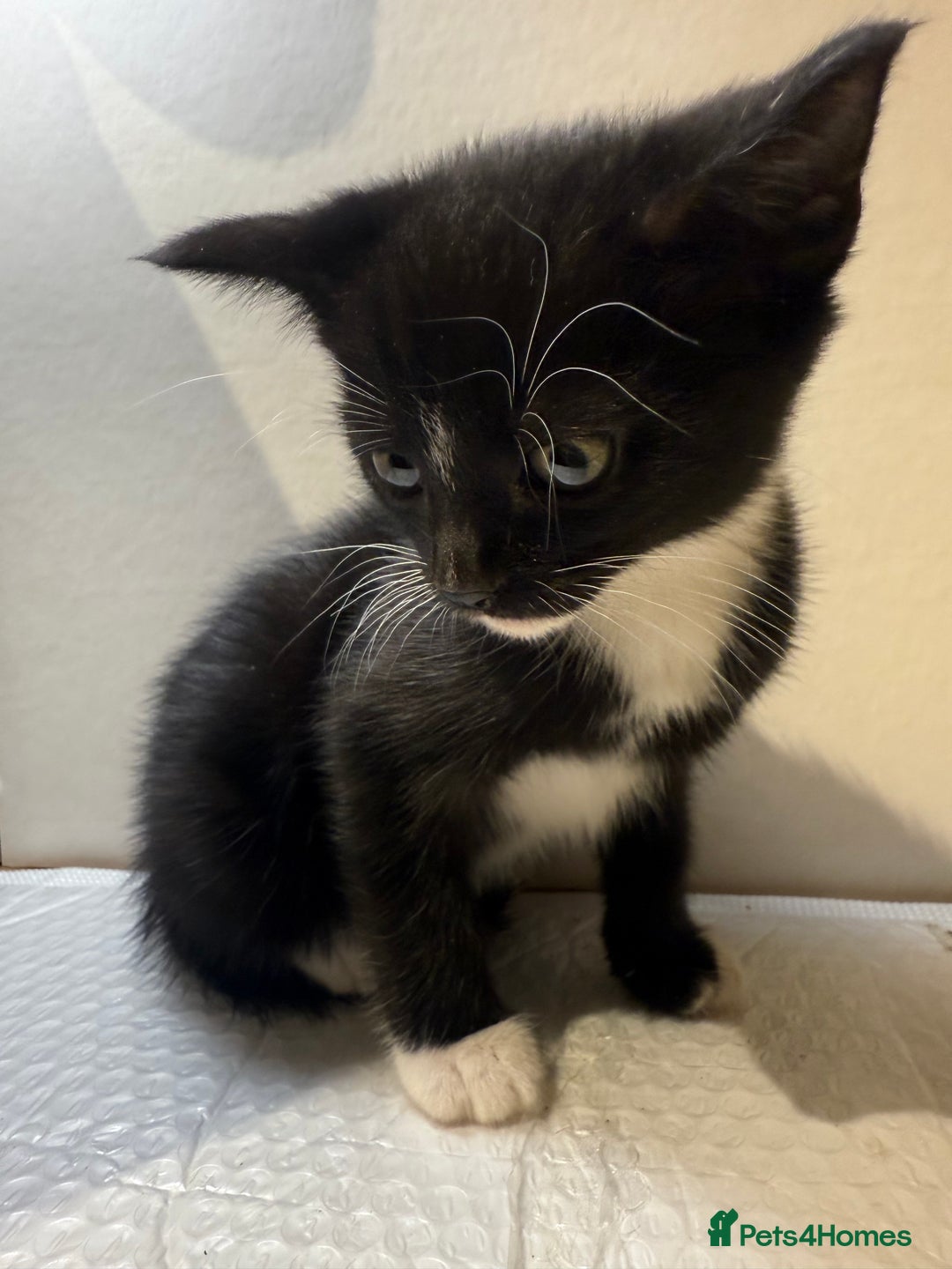 Korat cats for sale: Cute playful kittens ready for their new home 🖤🤍 - Advert 32