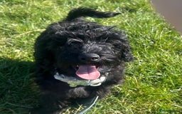 Cockapoo dogs for sale: Winston the Cockapoo - Image 5