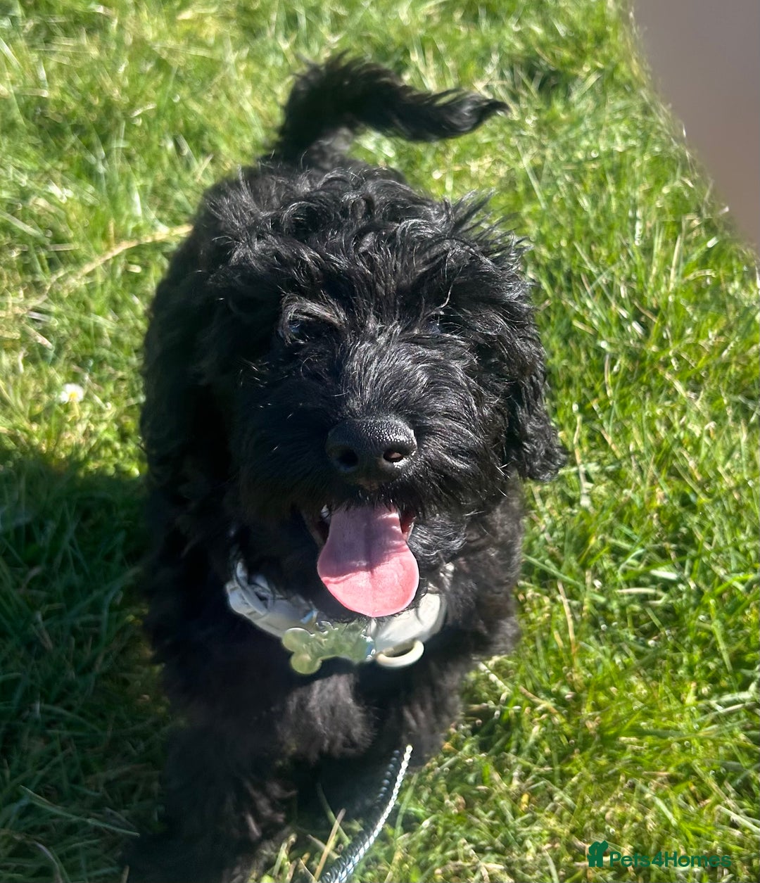 Cockapoo dogs for sale: Winston the Cockapoo - Image 5