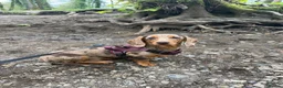 Miniature Dachshund dogs for sale: Chocolate daple miniature dachshund  in Cwmbran - Advert 2