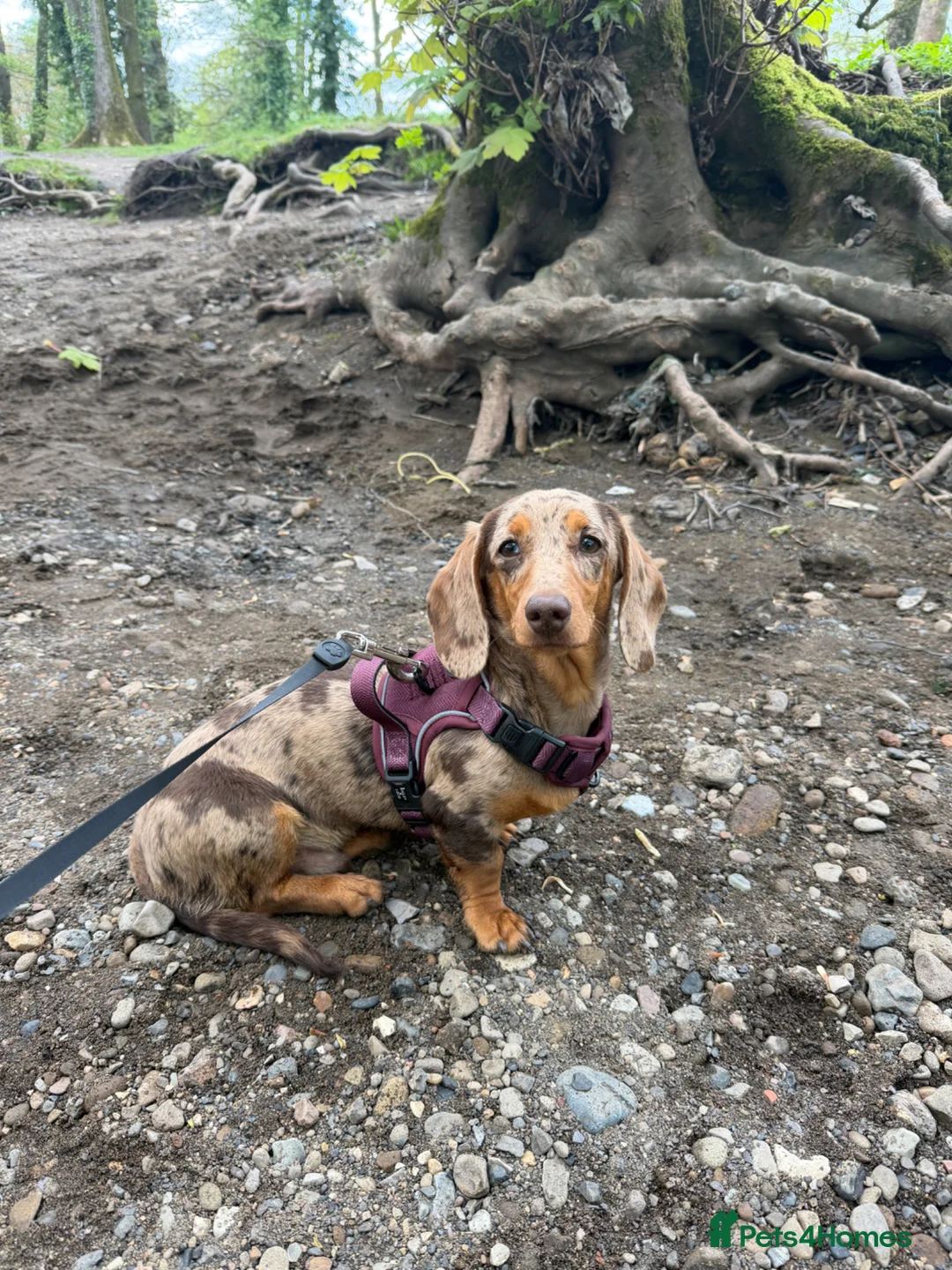 Miniature Dachshund dogs for sale: Chocolate daple miniature dachshund  in Cwmbran - Advert 2