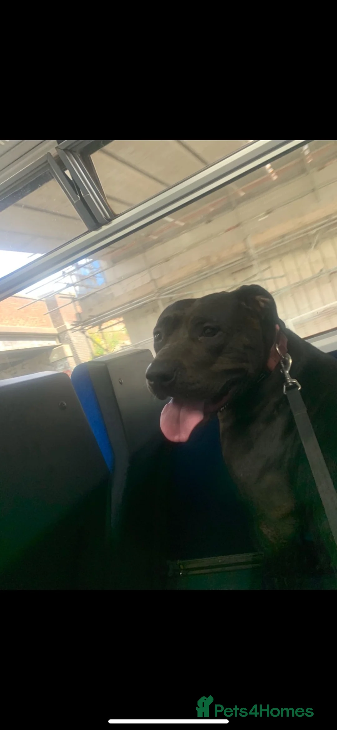 Mixed Breed dogs for sale: amstaff puppies - Advert 18