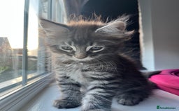 Maine Coon cats for sale: Maine Coon Kittens for Sale 4 Boys Left  - Image 12