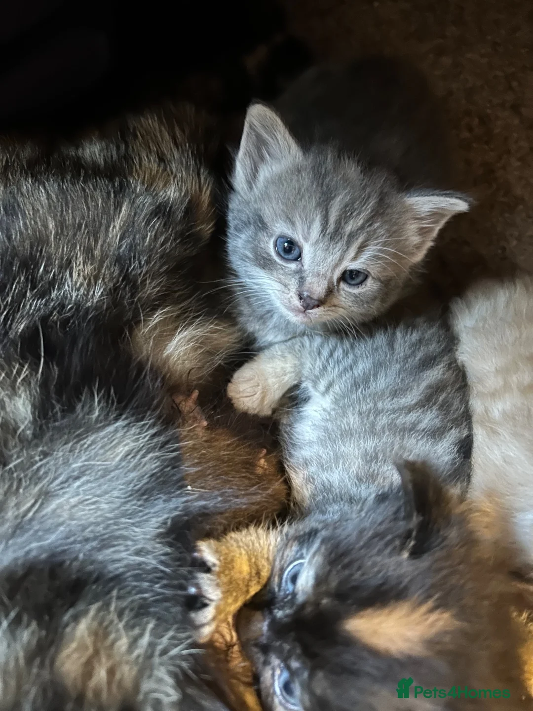 Mixed Breed cats for sale: Affectionate Kittens  - Advert 15