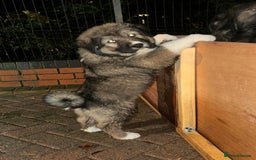 Mixed Breed dogs for sale: F1 Caucasian shepherd X American Akita  - Image 5