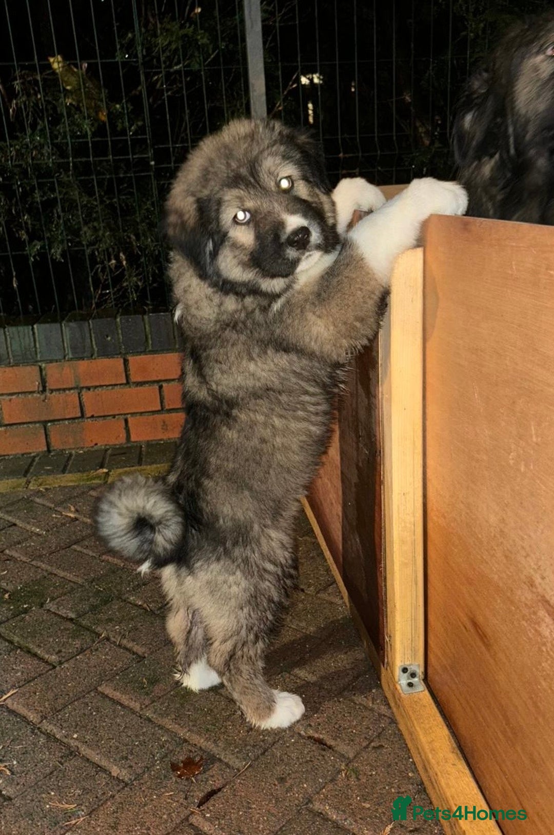 Mixed Breed dogs for sale: F1 Caucasian shepherd X American Akita  - Image 5