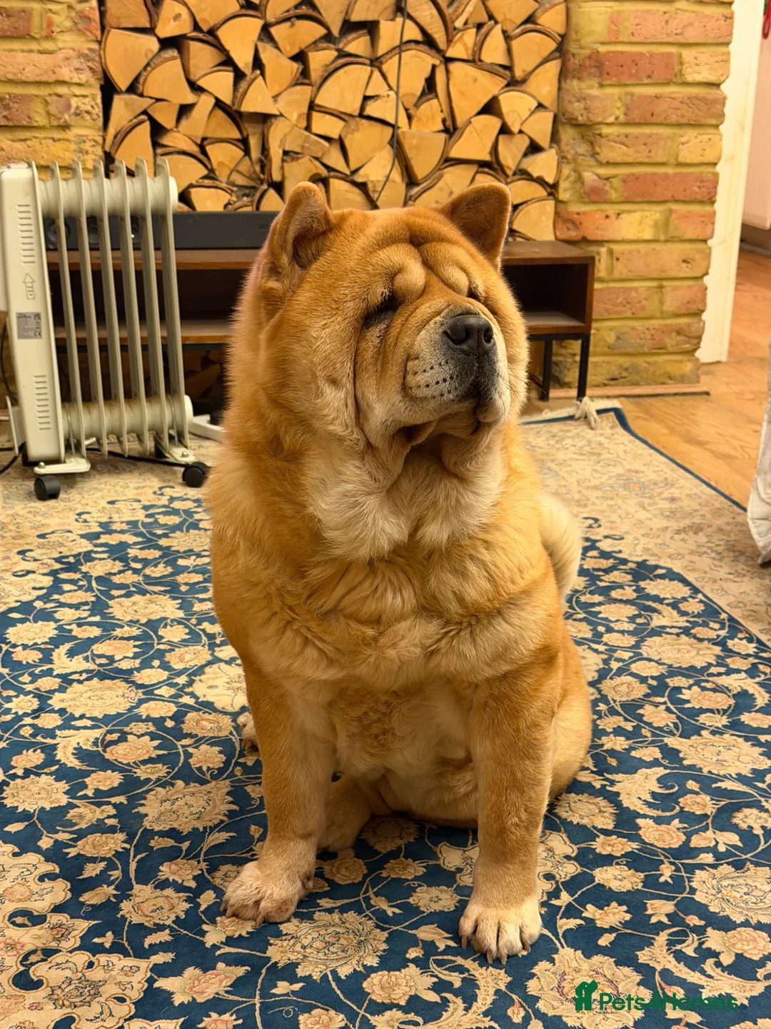 Chow Chow dogs for sale: The most beautiful smooth chow 3 years old girl - Advert 2