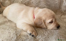 Cockerdor dogs for sale: Adorable f1 cockerdor puppies - Image 9