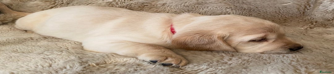 Cockerdor Puppy 1