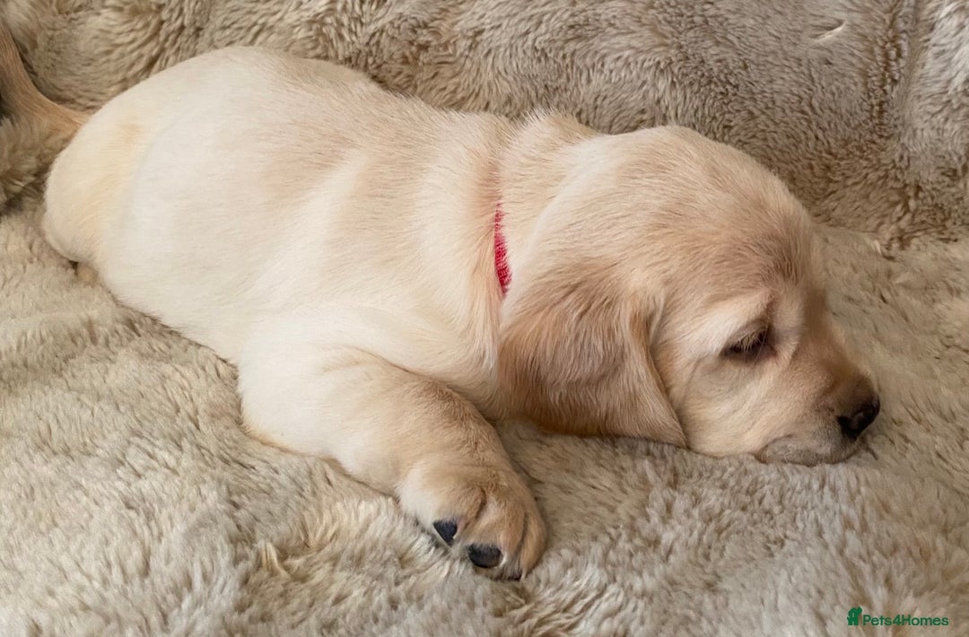 Cockerdor dogs for sale: Adorable f1 cockerdor puppies - Image 9