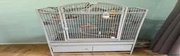 Cockatiels birds for sale: Hand reared tame male cockatiel with Montana cage in Newcastle upon Tyne - Advert 2