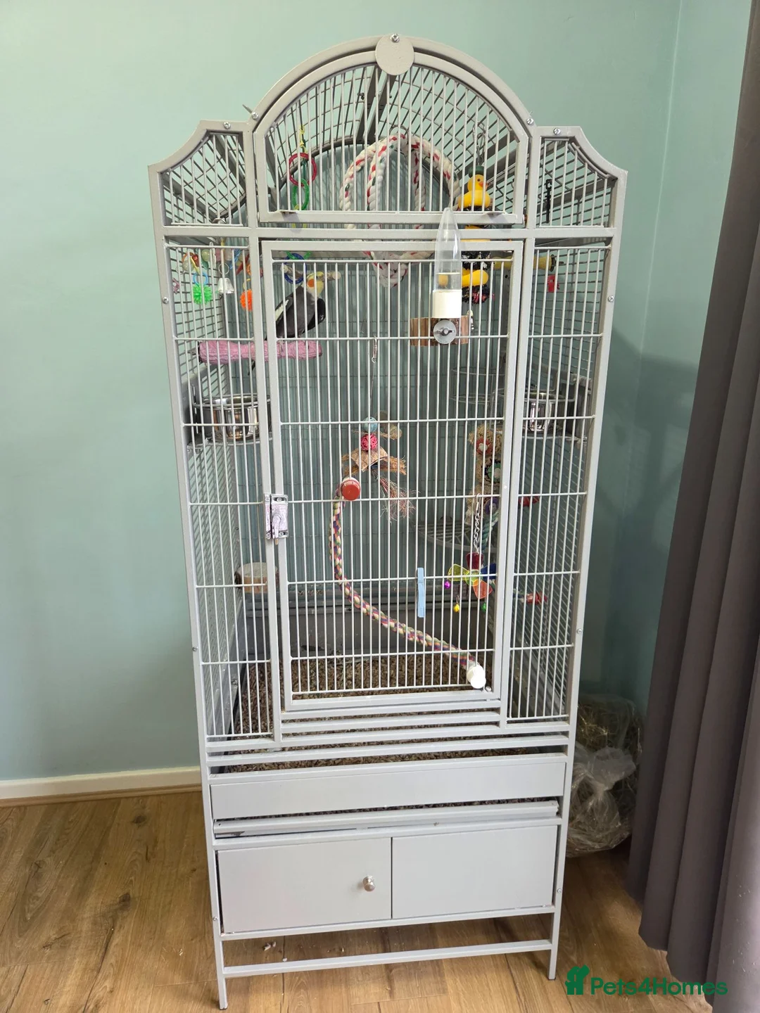 Cockatiels birds for sale: Hand reared tame male cockatiel with Montana cage in Newcastle upon Tyne - Advert 2