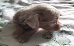 Mixed Breed dogs for sale:  Long haired Dachshund x - Image 2