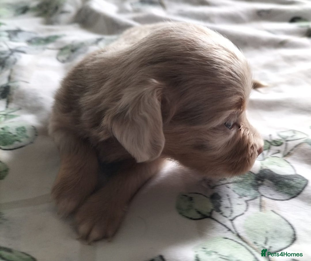 Mixed Breed dogs for sale:  Long haired Dachshund x - Image 2