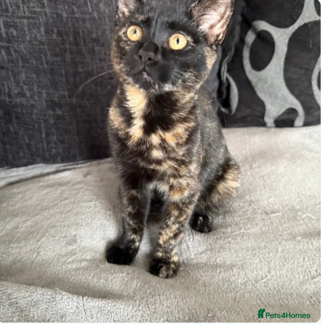 Mixed Breed cats for sale: The most beautiful kittens  in Wotton-under-Edge - Image 9