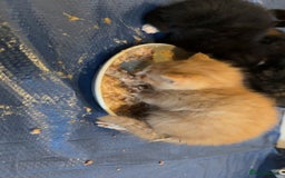 Domestic Shorthair cats for sale: 6 beautiful babies 5 boys and 1 girl - Image 24