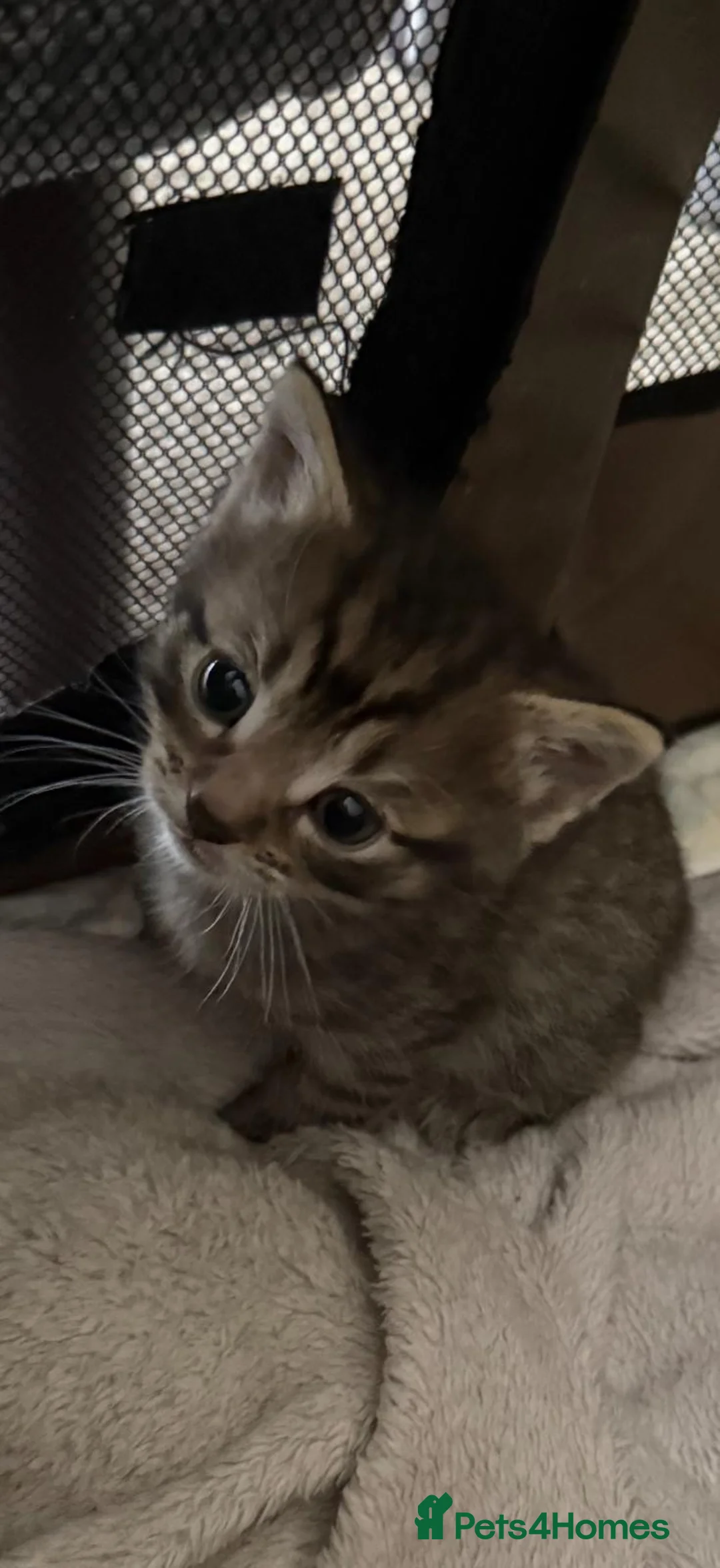 Mixed Breed cats for sale: 4 Gorgeous kittens for sale in Bacup - Advert 2