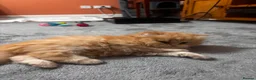 Persian cats for sale: Persian kittens  in Ipswich - Advert 4