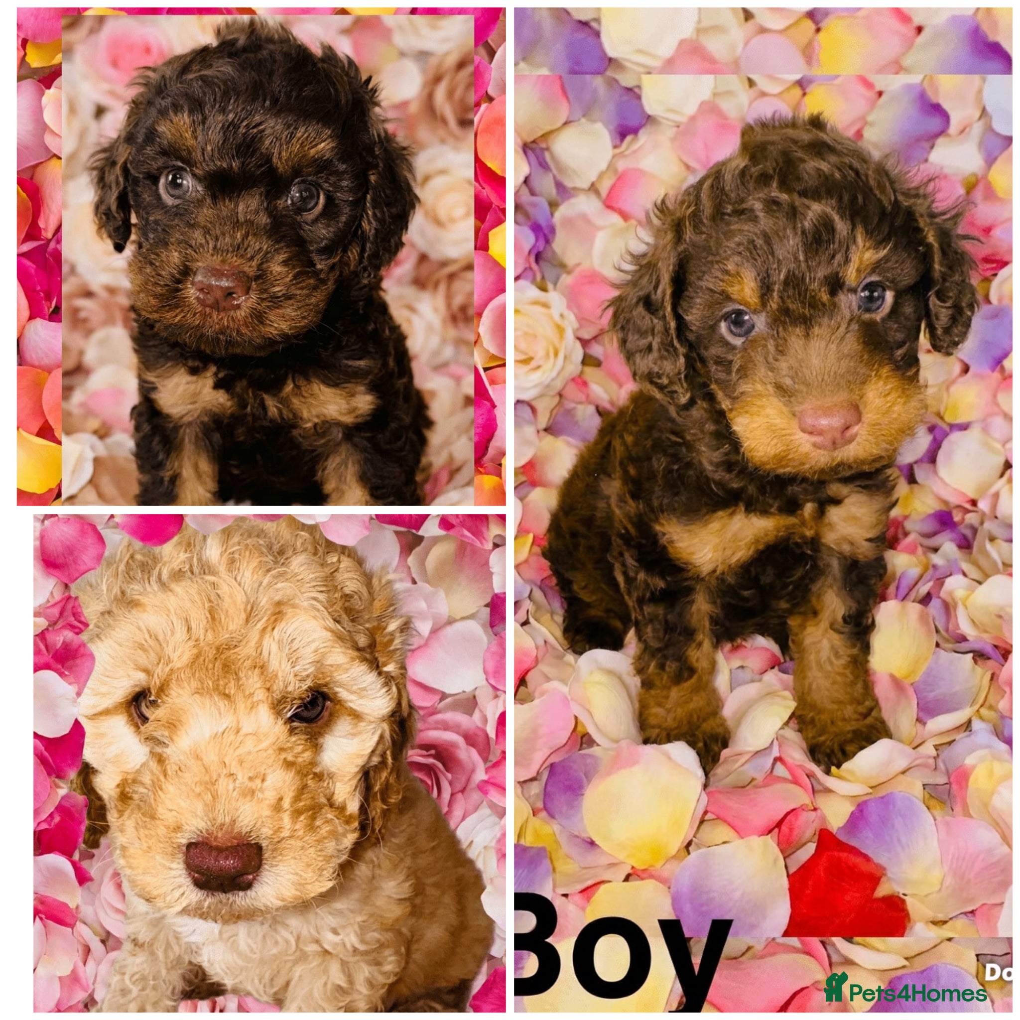 Cockapoo dogs ❤️DNA TESTED, Stunning F1 Cockapoos, Ready Now ❤️ - Advert 1