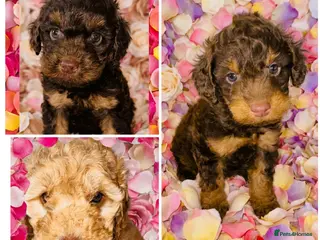 Cockapoo dogs ❤️DNA TESTED, Stunning F1 Cockapoos, Ready Now ❤️ - Advert 1