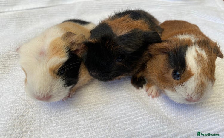 Guinea Pig rodents - Advert 10