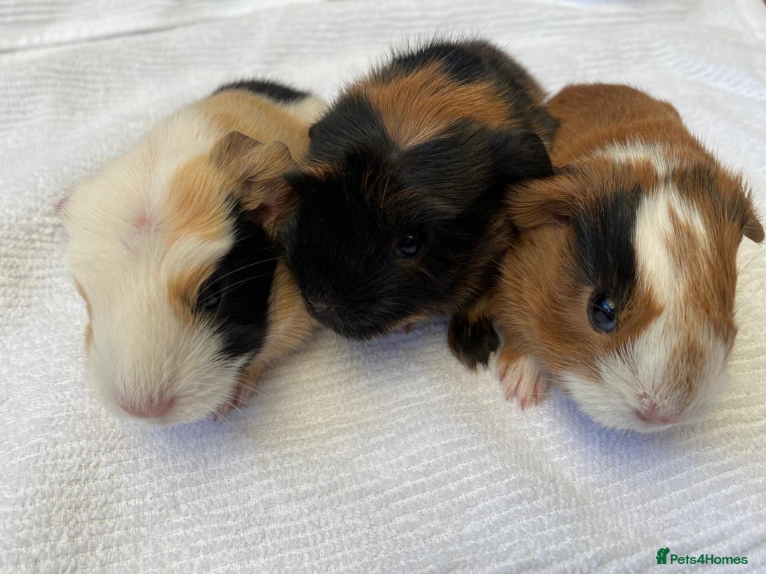 Guinea Pig rodents for sale: 3 beautiful baby guinea pigs  - Image 1